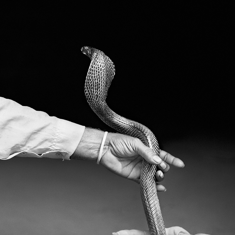 © Christine Turnauer – Sukhbir Nath’s cobra, India, 2015